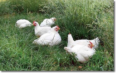 kirkview farms Pasture Raised Chickens 3